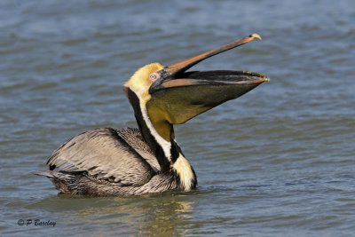 Brown Pelican