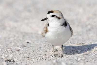 Snowy Plover