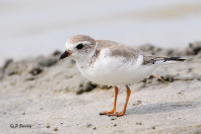 Piping Plover