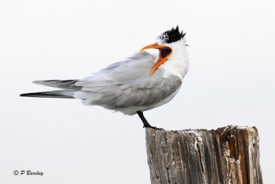 Royal Tern
