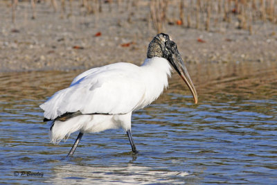 Wood Stork