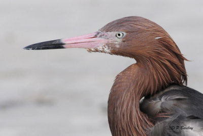 Reddish Egret