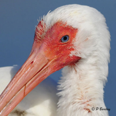 White Ibis