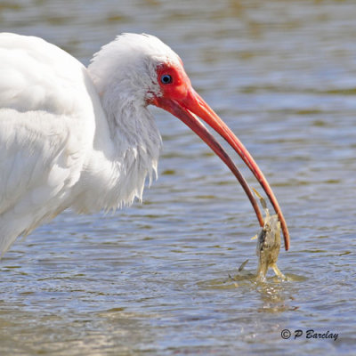 White Ibis