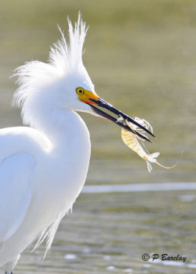 Snowy Egret