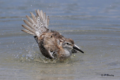 Red Knot