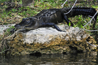 Alligator