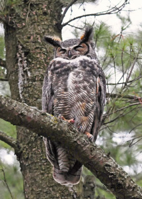 Great Horned Owl:  SERIES