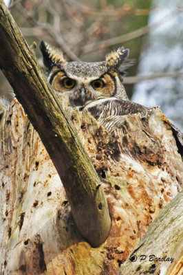 Great Horned Owl