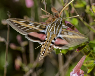 WHITE-LINED SPHINX MOTH