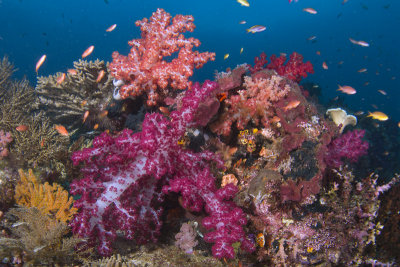 Dendronephyta sp