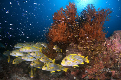 Ribbon Sweetlips