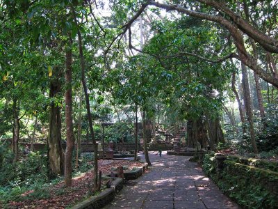 Monkey forest