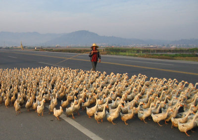 Commuting ducks