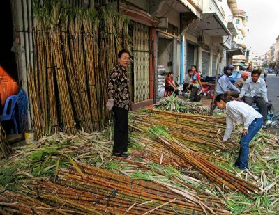 Sugarcane