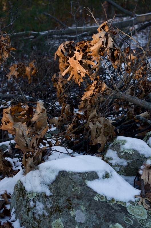 Sunlit Leaves