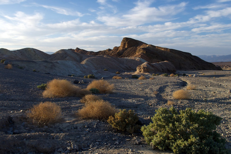 Desert Plants