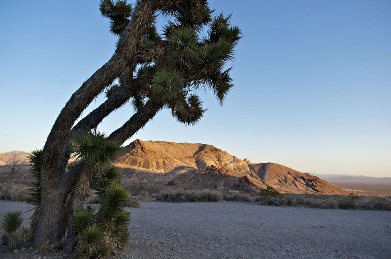 Joshua Tree, Rhyolite