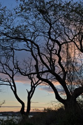 Trees at Stage Fort park