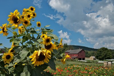 Sunflowers