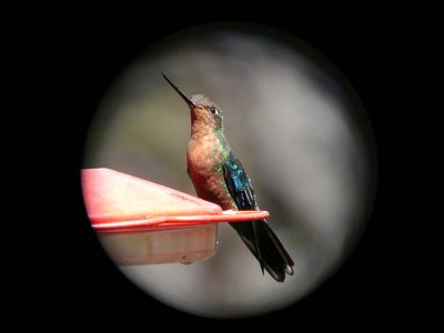 Digiscoped photo