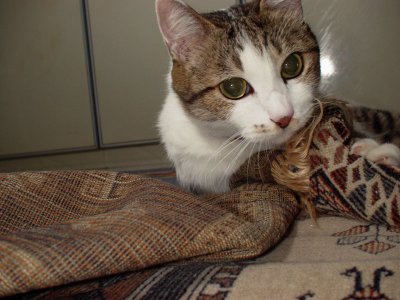 a four paw carpet destroyer