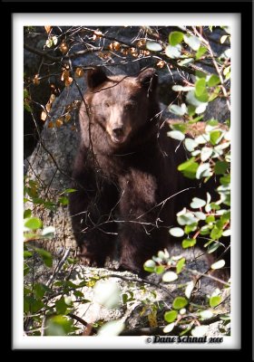 Anne White Trail