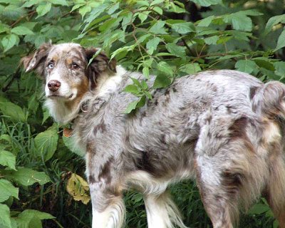 Max (Foster)