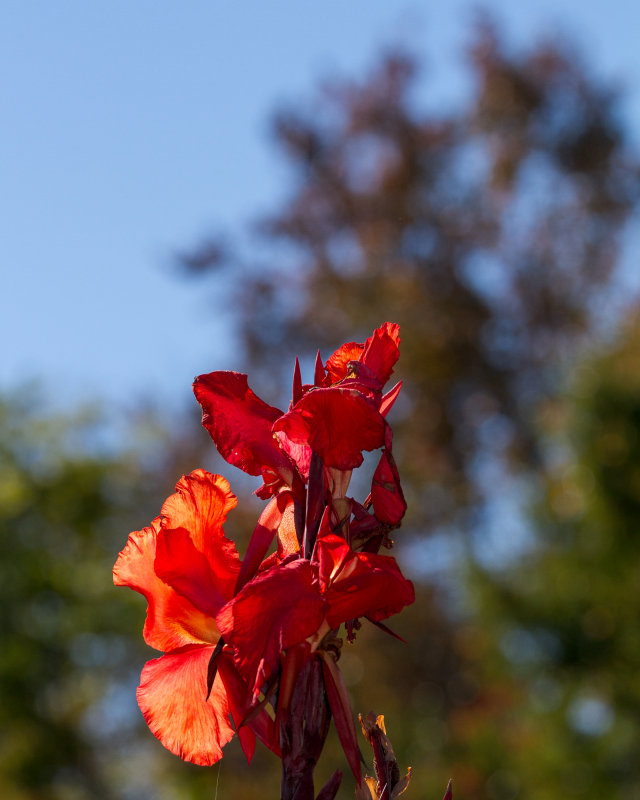 Fall Canna