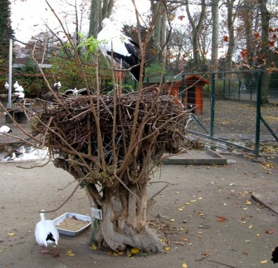 Stork on nest.jpg