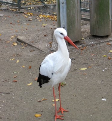 Young stork.jpg