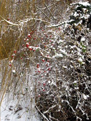 2nd December snow rosehips.jpg