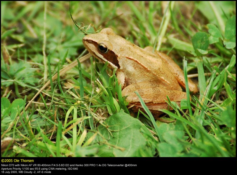 Agile Frog (Springfr / Rana dalmatina)