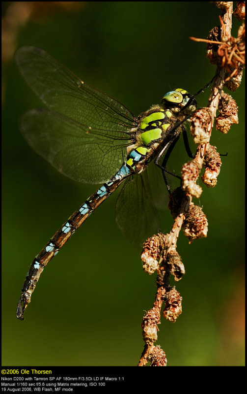 Southern Hawker (Bl mosaikguldsmed / Aeshna cyanea)
