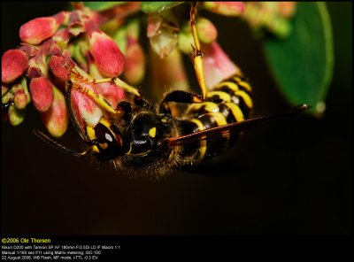 Median Wasp (Mellemstor Gedehams / Dolichovespula media)