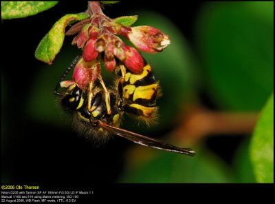 Common Wasp (Almindelig Gedehams / Vespula vulgaris)