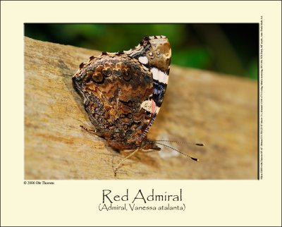 Red Admiral (Admiral / Vanessa atalanta)