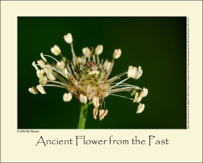 Ancient Flower from the Past