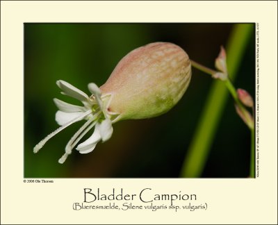 Bladder Campion (Blæresmælde, Silene vulgaris ssp. vulgaris)