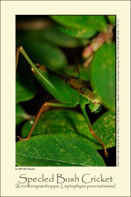 Speckled Bush Cricket (Krumknivgræshoppe / Leptophyes punctatissima)