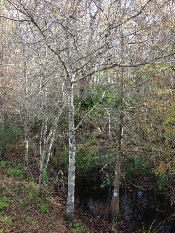 Do you see the trail?  The trail is in through those two trees...seriously.