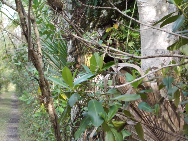 Theres a trail marker in there.
