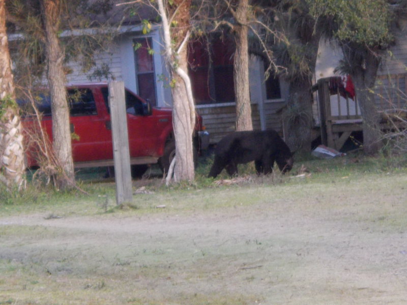 Tis a large bear...