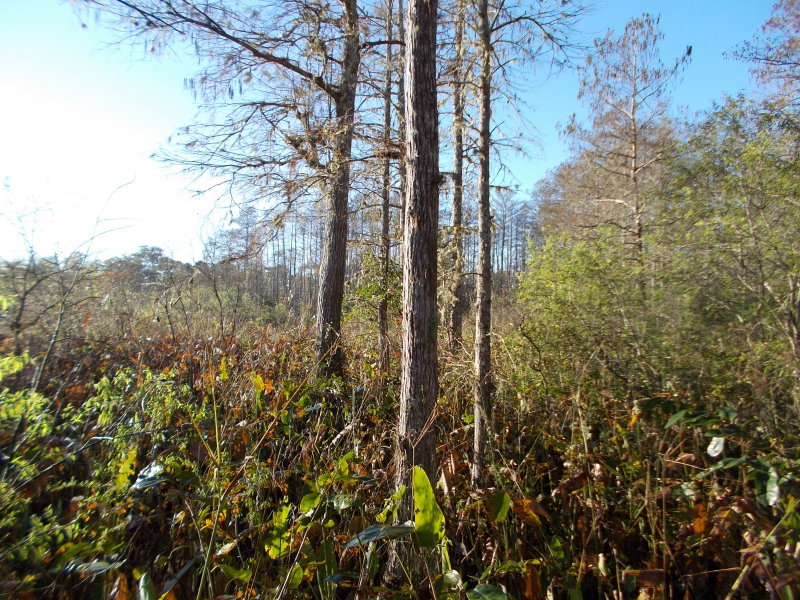 Out across the swamp prairie