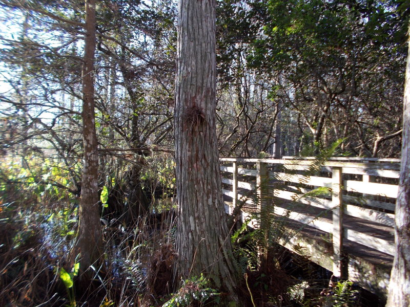 Boardwalk