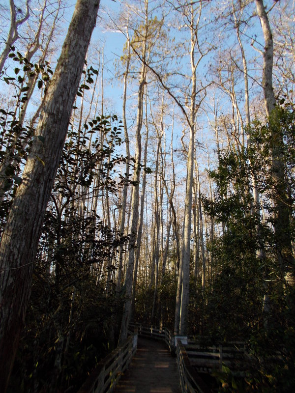 Trees over the swamp.
