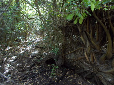 Uprooted in Collier-Seminole National Park