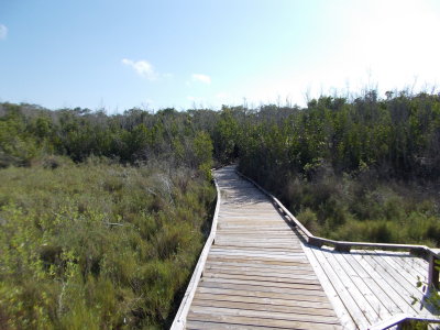 Boardwalk loop over a slough (slew)