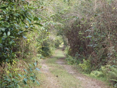 Fakahatchee-Strand State Park