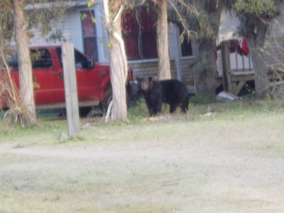 ...sniffin' 'round the ranger cabin.